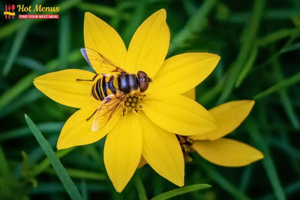 Bee on flower
